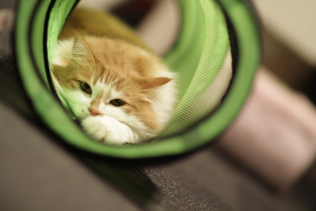 Melhores presentes de Natal para gatos (Black Friday 2025) 6414878527 cdb2d72106 o