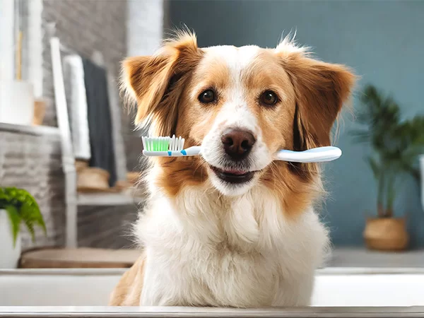 cohat dog with toothbrush