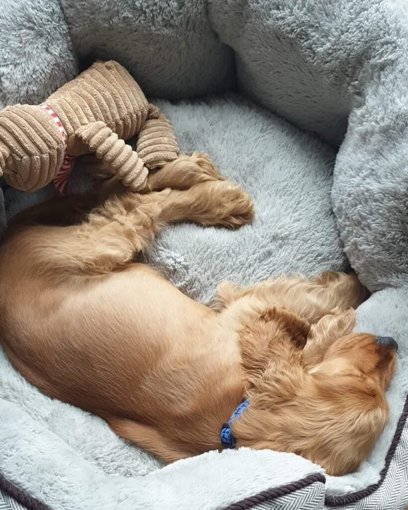 dog sleeping on dog bed